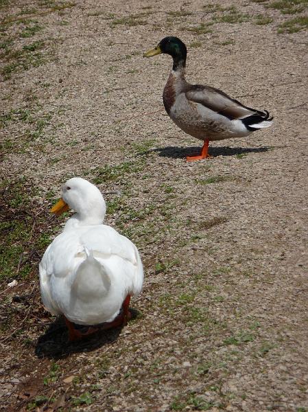 Friendly ducks.JPG